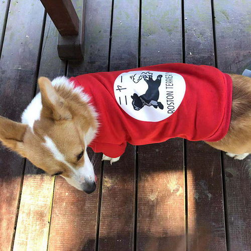 萌寵也潮流 中小型犬全系列時尚薄絨衛衣，助力寵物全運會風采